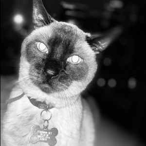 Meet your Posher, Celina